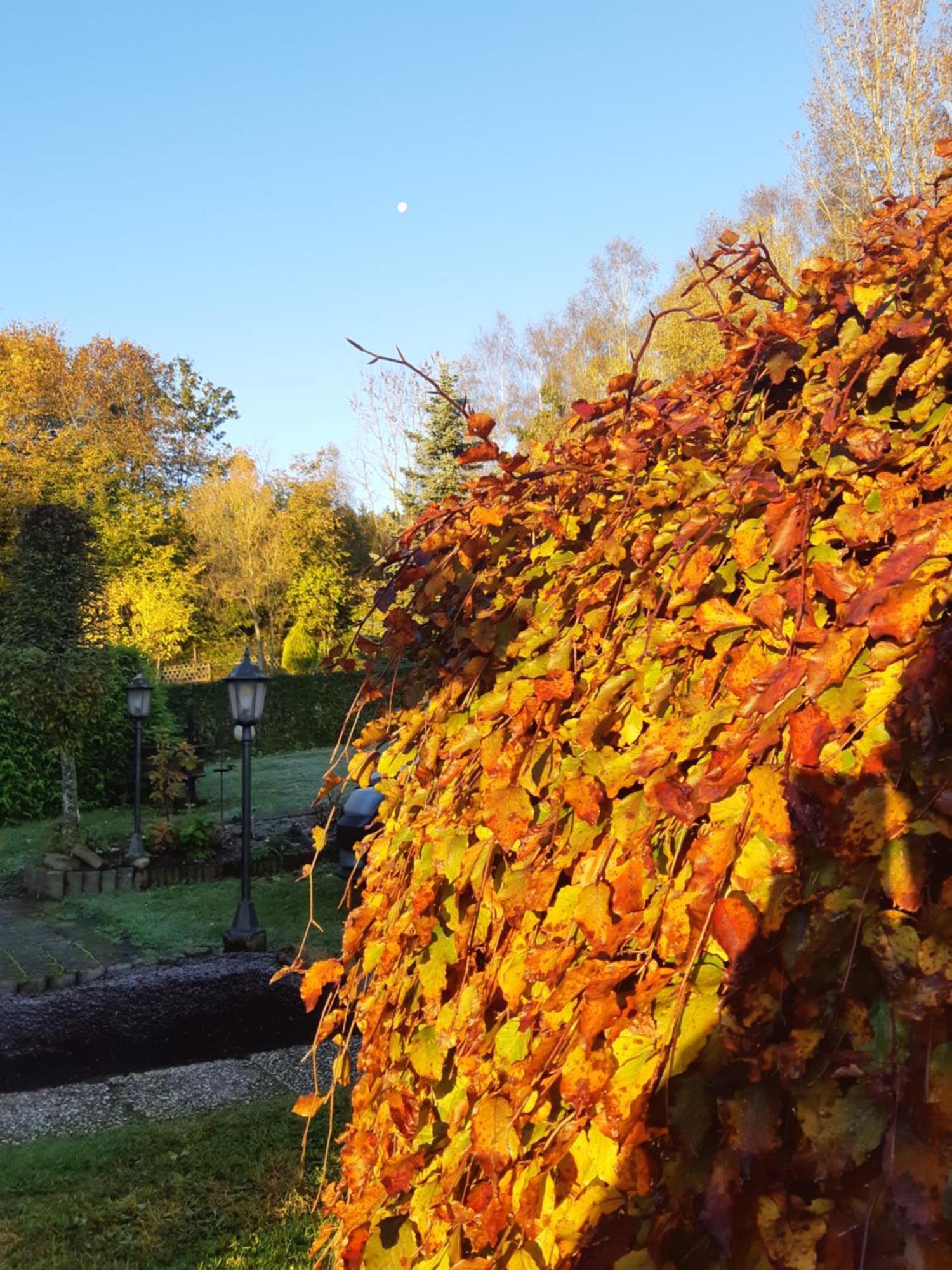Deine-Eifel-Ferienwohnung Feusdorf Exteriör bild